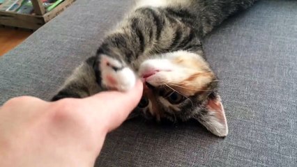Too much cuteness: Kitten reacts to nose tickle