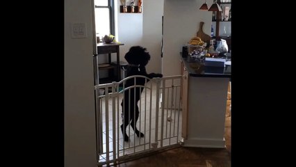 A Giant Schnauzer Makes A Great Escape
