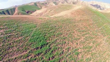 Exploring Israel's Lush Green Desert