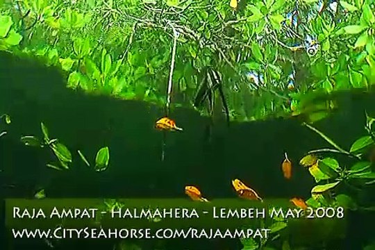 Raja Ampat Day in the Trip - Mangroves Underwater Video