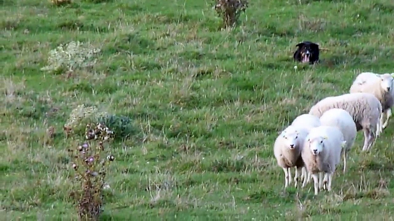 SWEEP SHEEPDOG