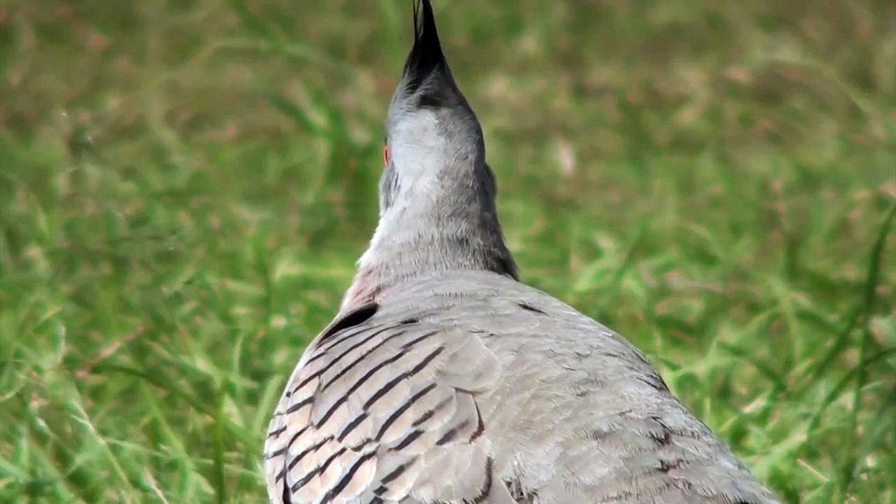 Crested Pigeon - Subtle Beauty