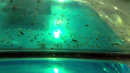 Zebra Danio eggs two days old