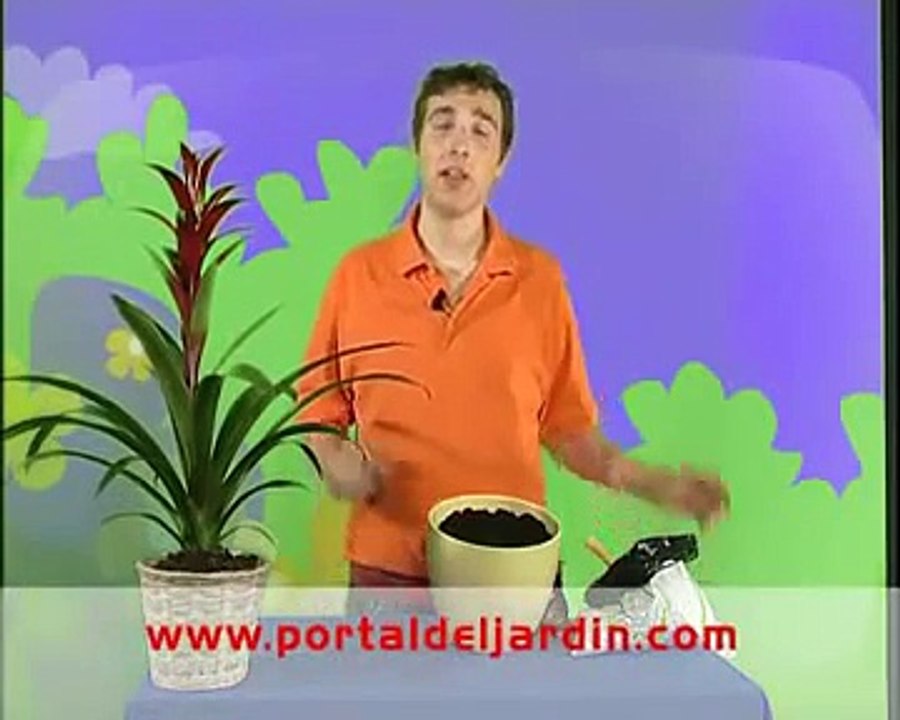 Cómo plantar bulbos