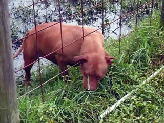 Crazy pitbull dog attack on innocent