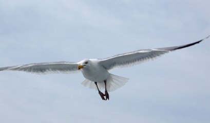 "Non les goélands ne sont pas agressifs"