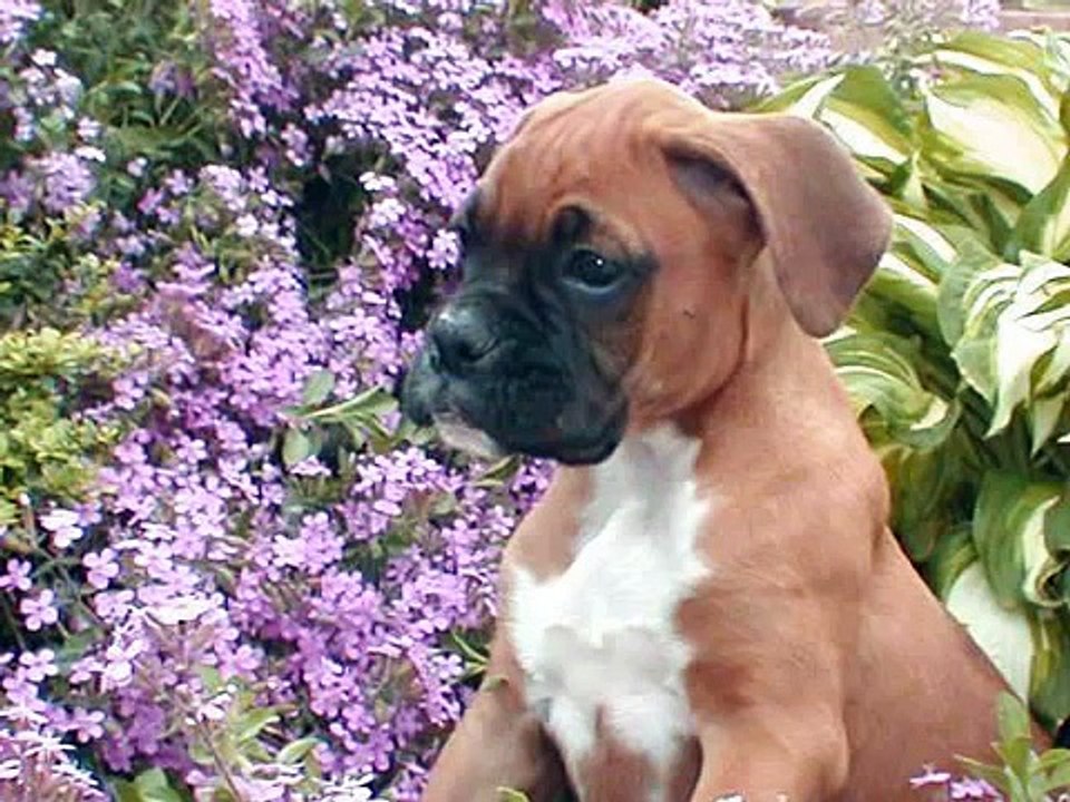 cachorros mas tiernos del mundo.wmv