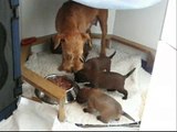 Irish Terrier  M-wurf vom Haseland - erste Erziehung