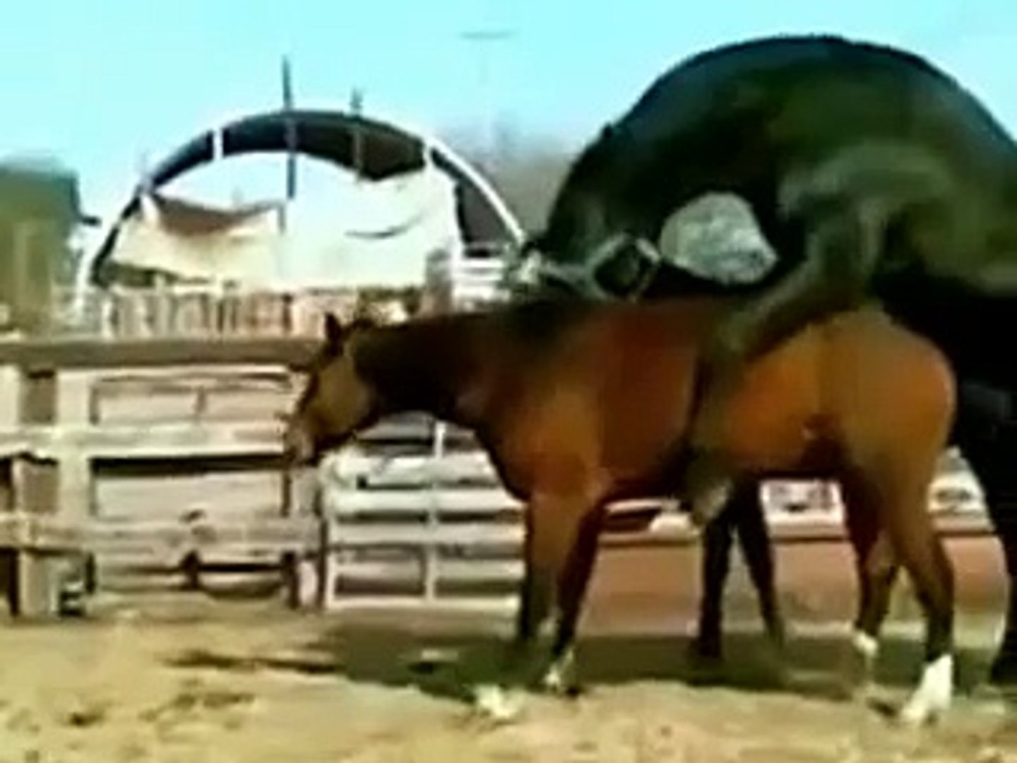 Accouplement Des Chevaux De Trait En Video Incroyable Wild Horse accouplement âne - video Dailymotion