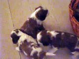 Kennel Funkels Puppies - Cavalier King Charles Spaniel Kennel Puppies 4 weeks old (1)