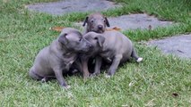 Filhotes de Italian Greyhound azuis - Direnna's Kennel - Italian Greyhound & Bulldog Francês