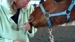 Reiki; energy healing for horses with Reach Out to Horses' Anna Twinney