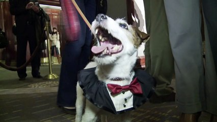 Muere Uggie, el perro de “The Artist”