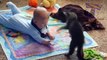 Dogs and cats meeting babies for the first time cute animal compilation