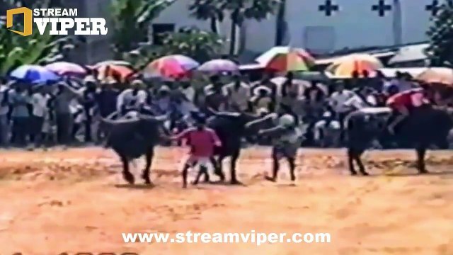 15 Most Awful Animal Attacks On Human PT02 | The Deadliest Attacks