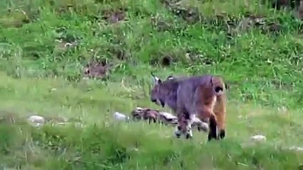 Bobcat Marking its territory - Canon SX30 IS