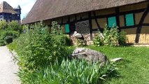 Une Cigogne blanche (Ciconia ciconia)  a l'Ecomusée d'Alsace, Ungersheim, Haut-Rhin