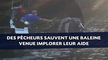 Des pêcheurs sauvent une baleine venue implorer leur aide