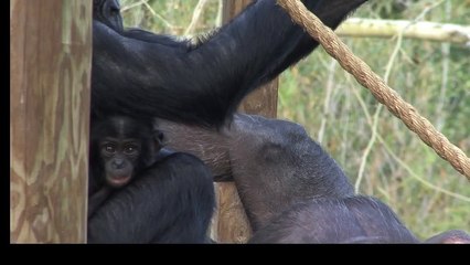 BONOBO INFANT MAKING FUNNY FACES