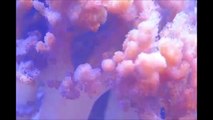 Corals of Eden's Leather Feather Coral (HUGE) - Live Coral -Frag - Soft Coral