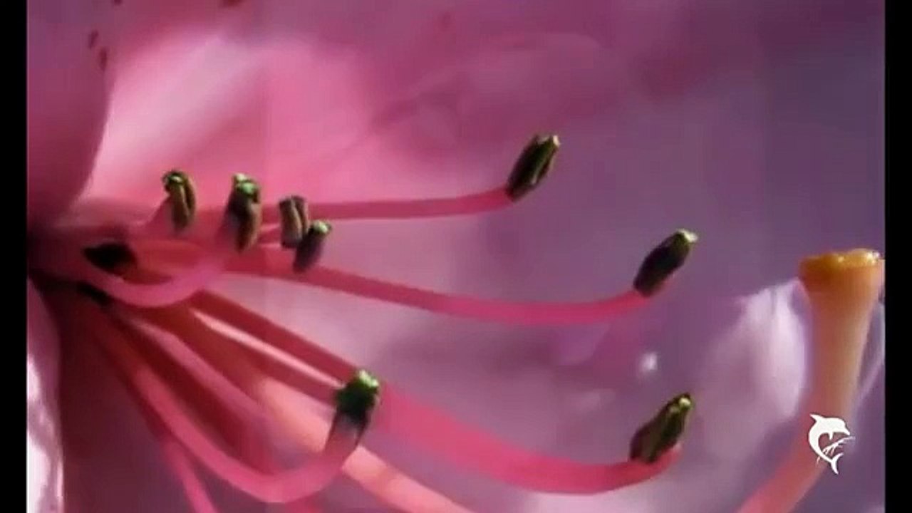 Sexo na Idade Média