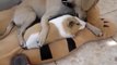 Doggie and guinea pig in love. So sweet! Dog and animals video