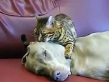Un perro recibe un masaje y muchos besos de un gato bengalí