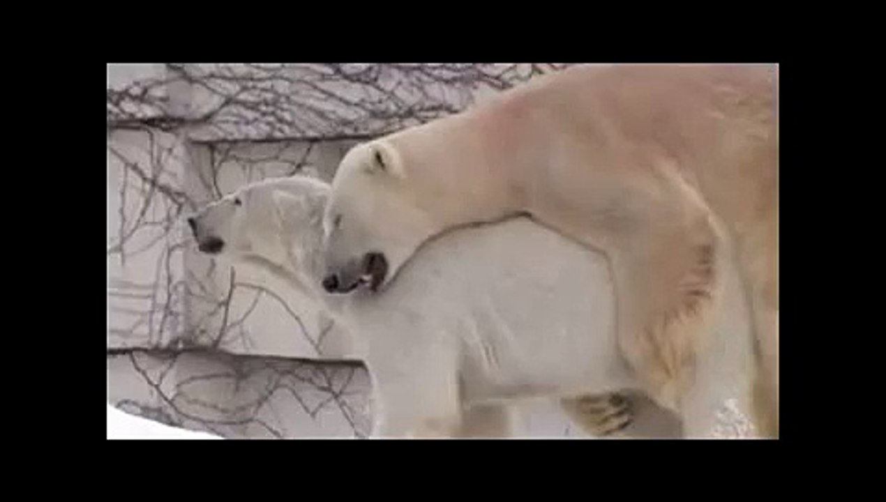 Animals mate Polar Bear