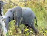 Baby Elephant Mock Charges -  Wildearth - 04/03/2008