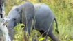 Baby Elephant Mock Charges -  Wildearth - 04/03/2008