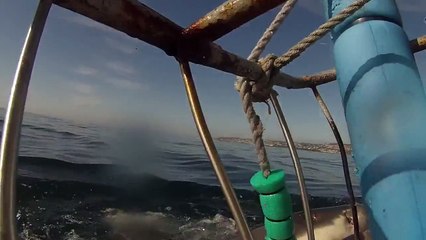 Vidéo de fou de requin en Afrique du Sud