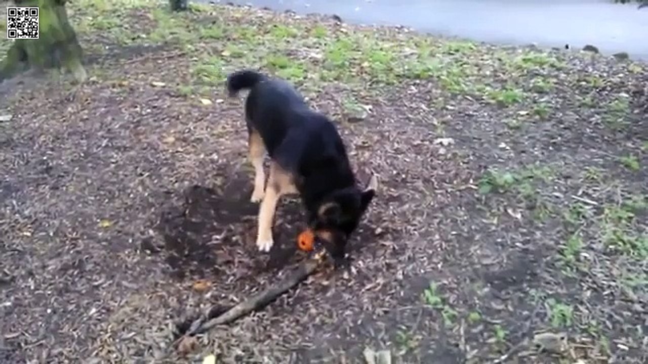 Ce chien essaye de chopper son baton
