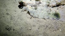 Lion Fish Gurnard apo island scuba diving dumaguete philippines