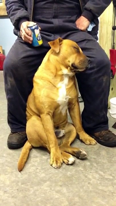 Mon chien est mort de fatigue