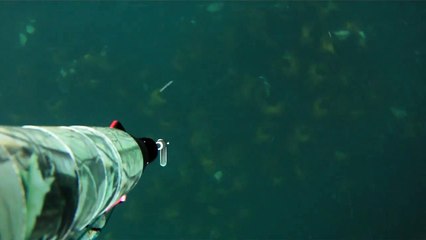 Scottish Spearfishing with Razorbills for company