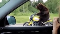 Elle filme un ours qui conduit une moto en Russie !