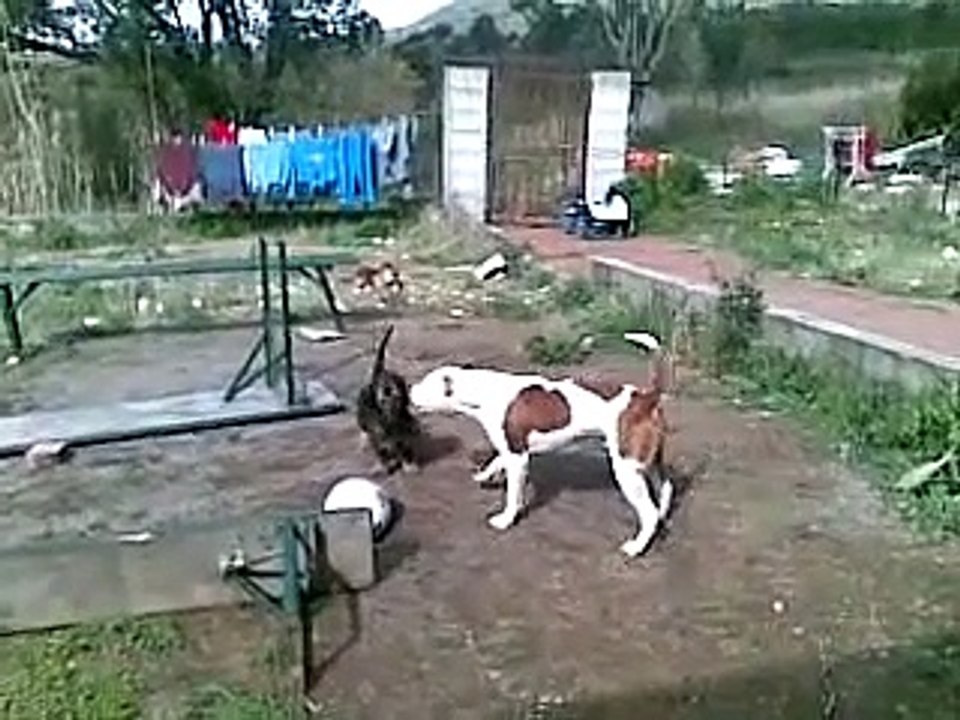 combattimento mortale amstaff.......
