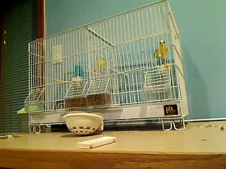 My male and female roller canaries fighting?