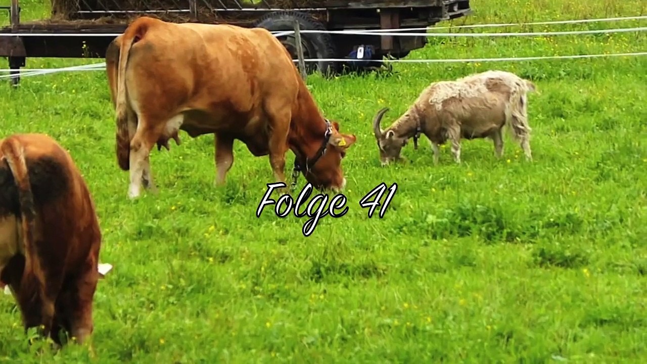 Alte Nutztierrassen Folge 41: Kamerunschafe, Haarschafe, Schaf Zucht Rasse Doku, Tiere