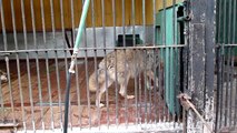 Wolves howl in Spb Zoo/ Волки воют в Лен. зоопарке