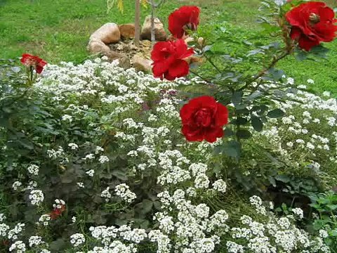 Sevdalinka... Bosanski Sevdah... sabah zorski vjetrovi