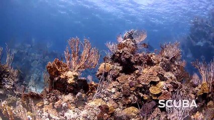 SCUBA Diving: Aboard Blackbeard Cruises: Lobster No Lobster