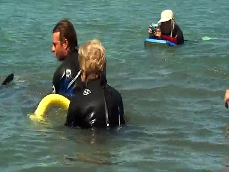 Moko the friendly dolphin