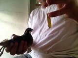 Sexing quail