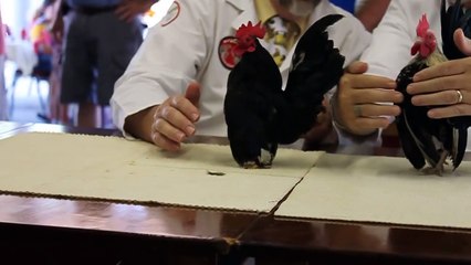 SCNA - Serama Council of North America Sanctioned - Southern Serama Classic 2010 - 11