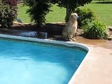 Golden Retriever German Shepherd Swimming