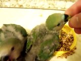 Starting the Weaning Process in Lovebird Babies