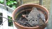 Mourning Dove and Chicks in Nest on Fire Escape in San Francisco California