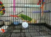 Pineapple green cheek conure trying to get my attention