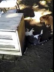 CAT AND DOG FIGHT TILL DEATH!!!   (...'or until lunch is served.)   ;)